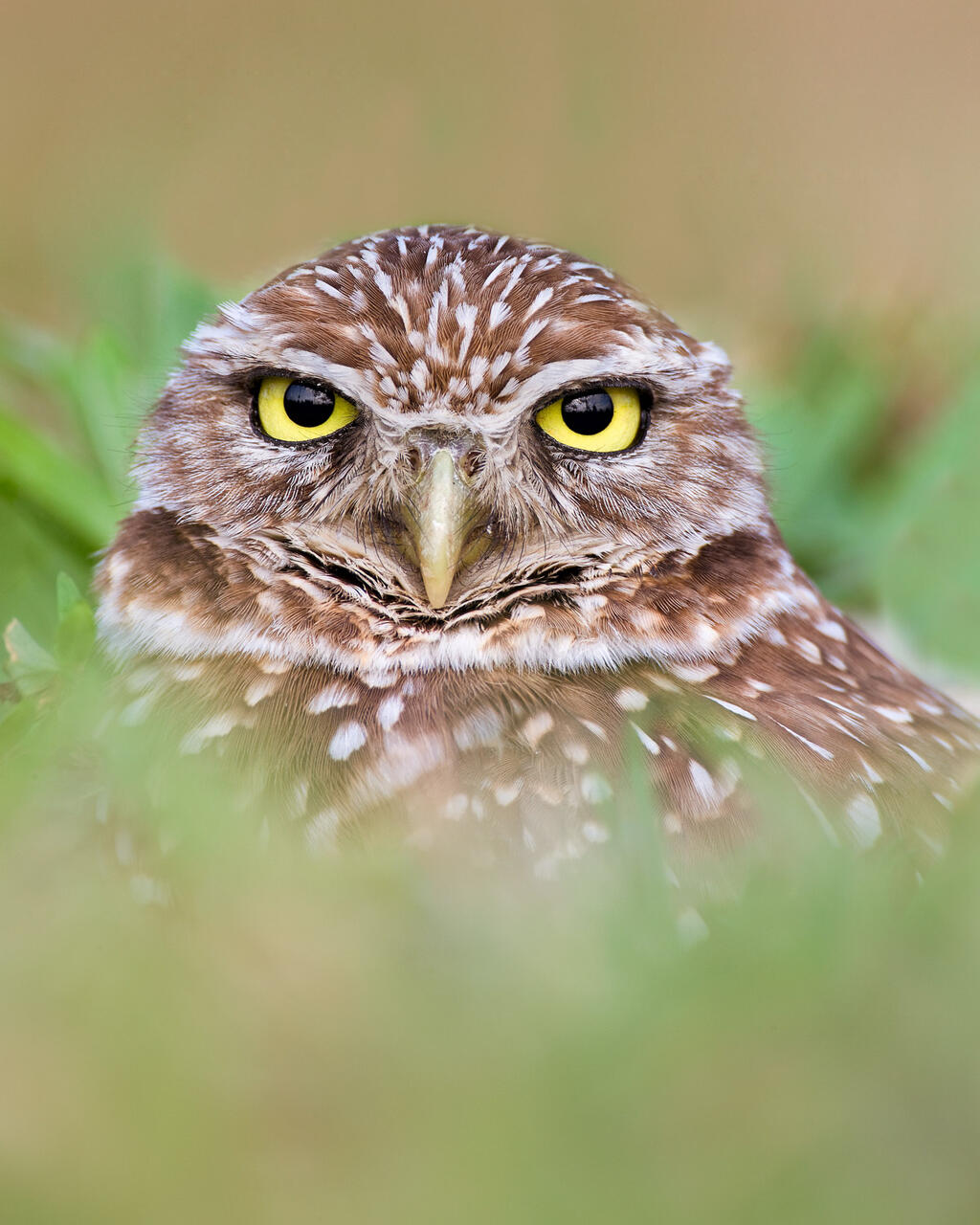 Burrowing Owl print
