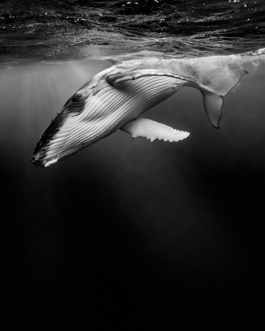 Underwater Ballet print