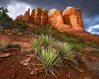 Yucca plant in front of Coffee Pot Rock in Sedona, AZ