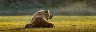 Alaskan brown bear laying. on its stomach in the grass