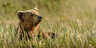bear waking up in grass