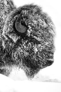 snow covered bison