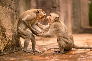 macaque monkeys fighting in Cambodia