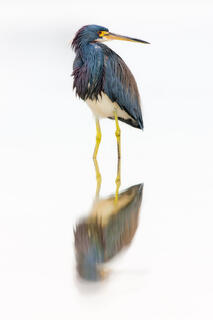 Tricolored heron standing in water