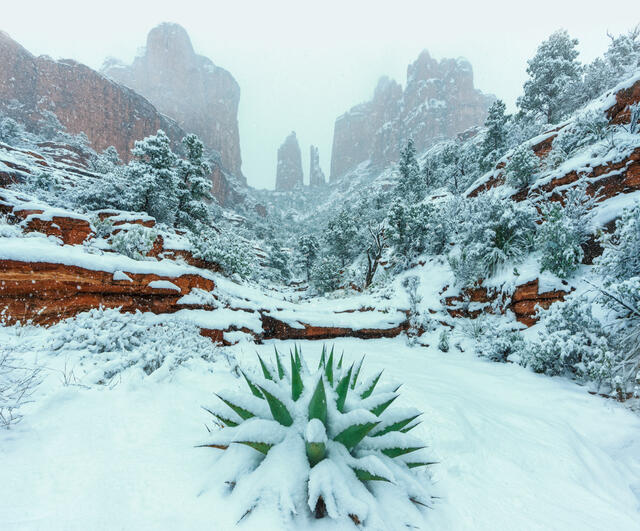 Agave in the Snow print