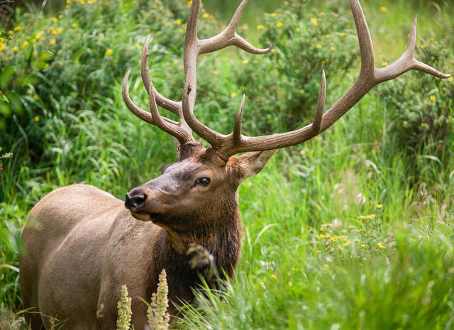 Bull Elk print