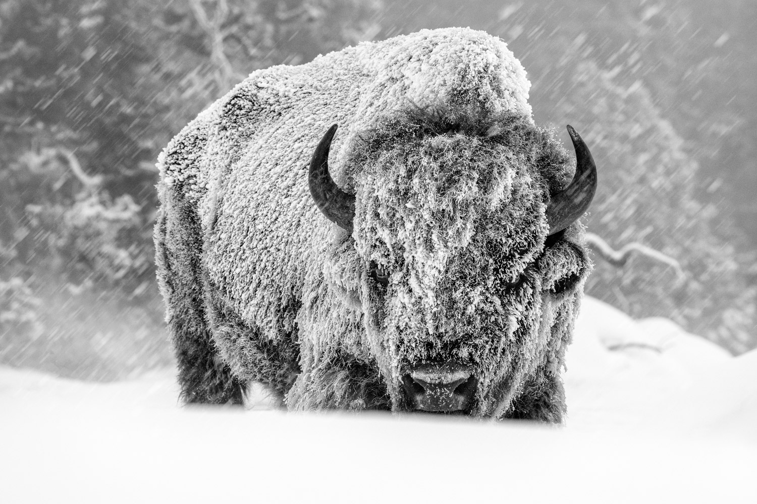 Bison in a snow storm