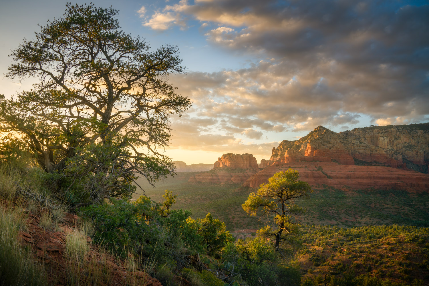 A juniper tree in front of red rock cliffs in Sedona at sunset