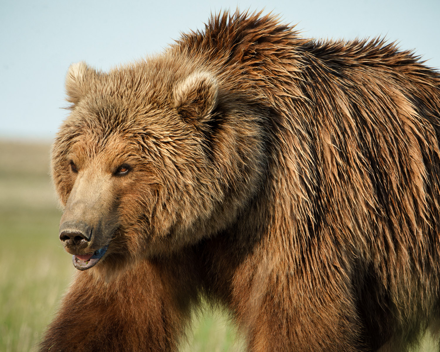 Female grizzly bear walking