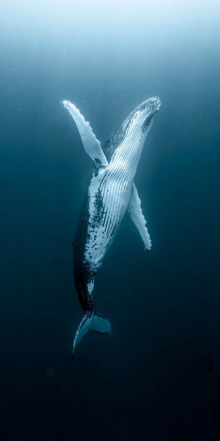 A humpback whale singing in the ocean