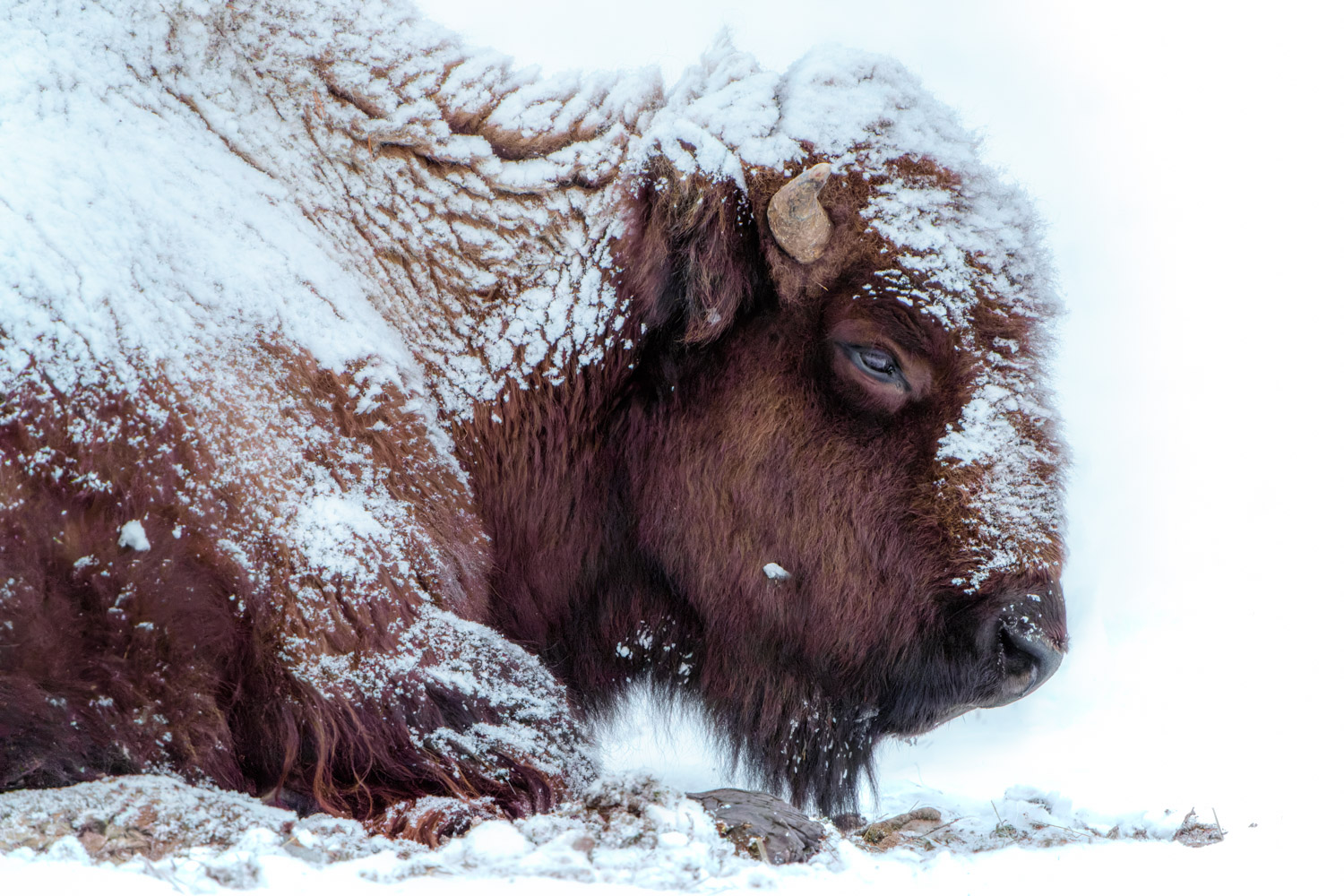 Bison calf in the snow