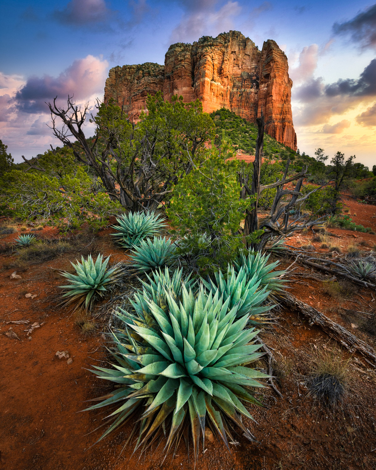 Agave cacti growing in front of Courthouse Butte in Sedona, AZ