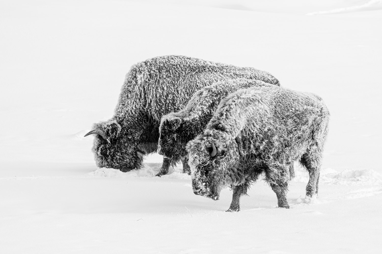 three bison covered in snow looking for food