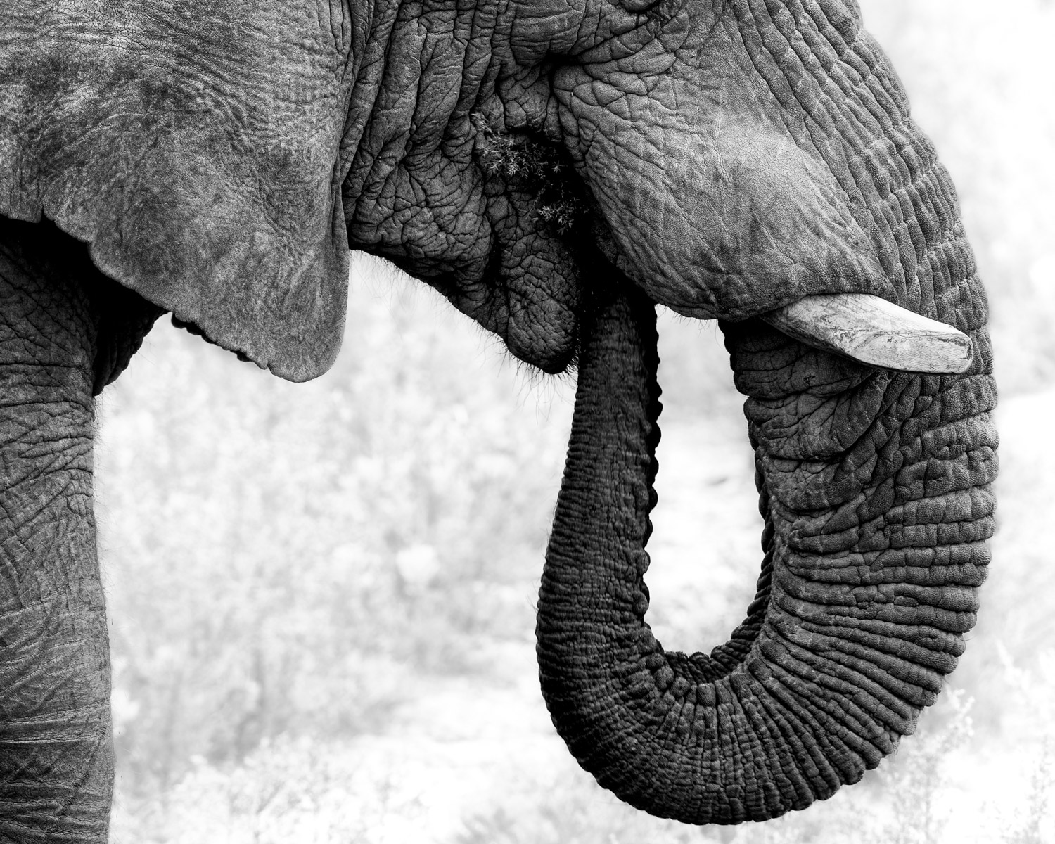 close up of the trunk of an elephant