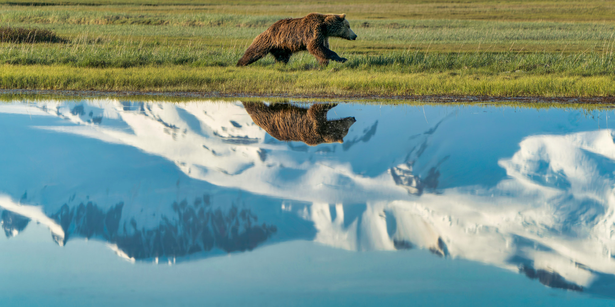 reflection of a grizzly bear with snow capped mountains behind it