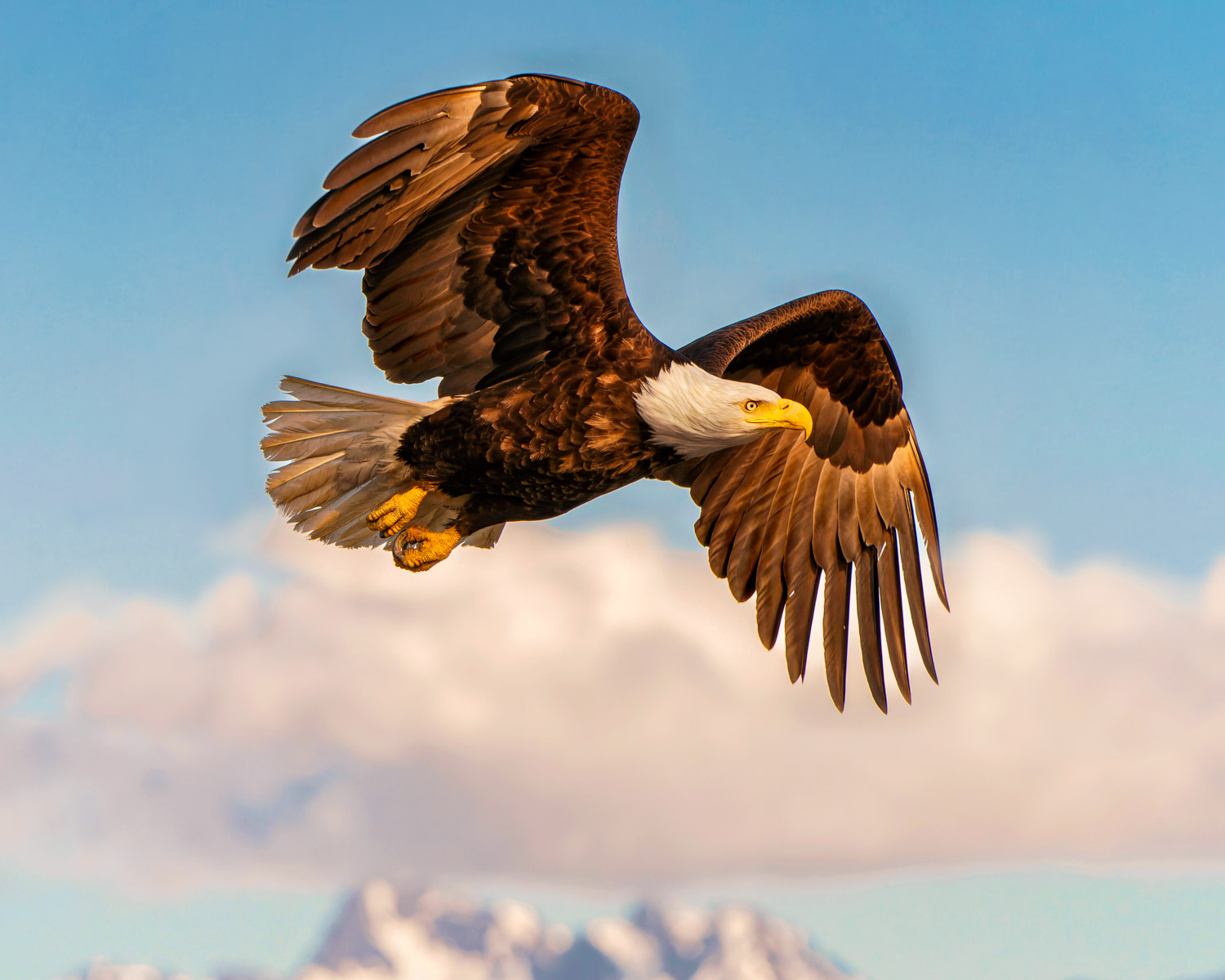 bald eagle flying in front of mountains in Alaska