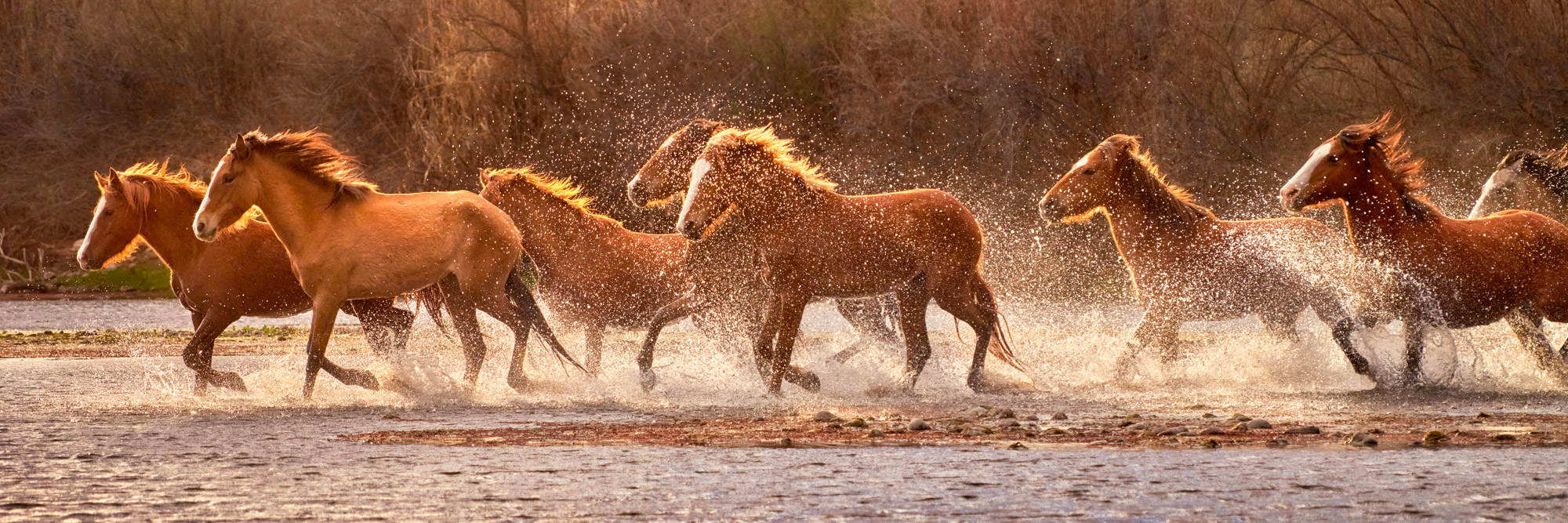 Wild Horses running through the Lower Salt River in AZ