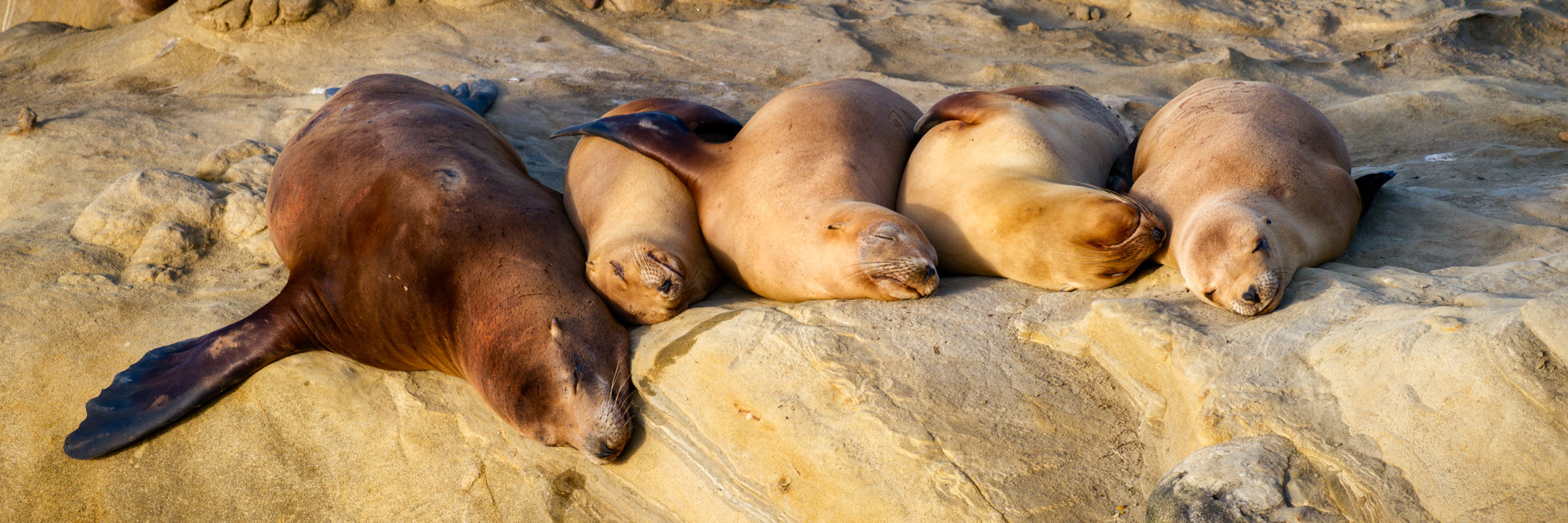 Sea lions sleeping on a rock in La Jolla, CA