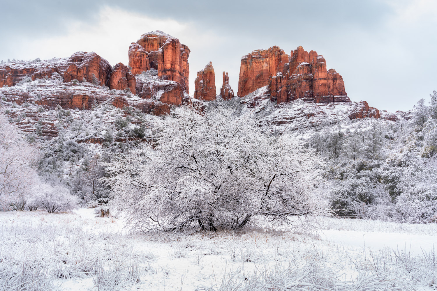 Snow covered tree in front of Cathedral Rock in Sedona, AZ